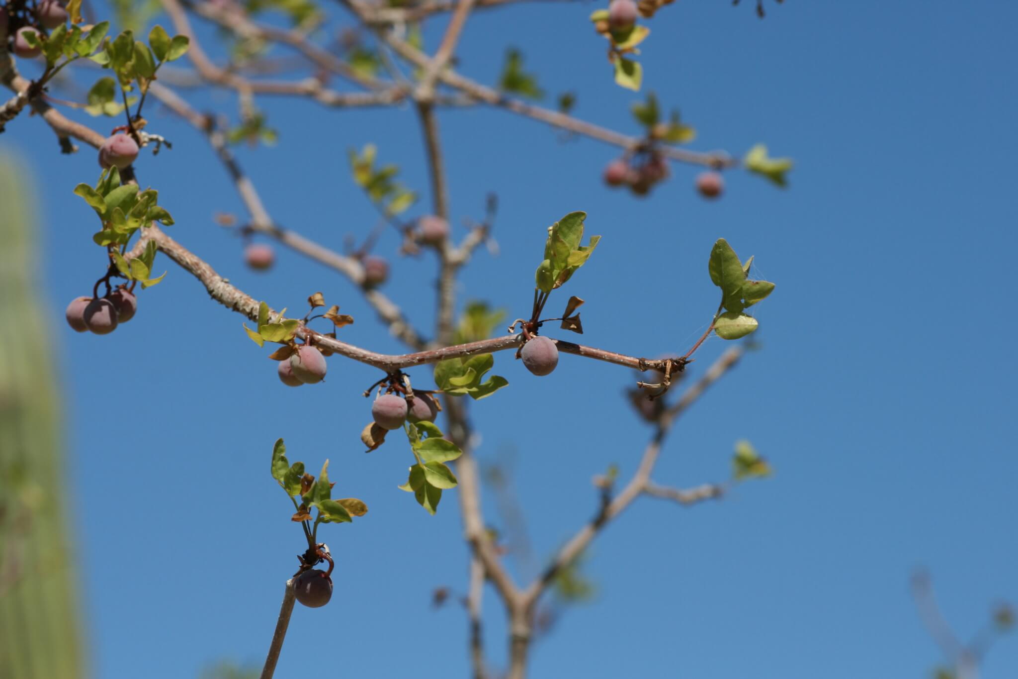 Bursera fagaroides